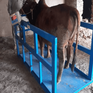 Animal Weighing Scales