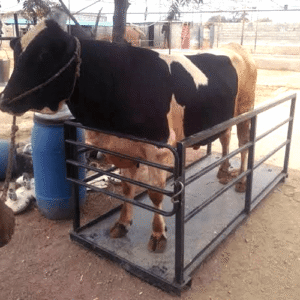 Animal Weighing Scales